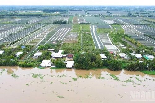 Trồng khóm bằng chế phẩm sinh học giúp nông dân Cần Thơ phát triển kinh tế bền vững
