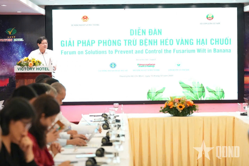 Tìm giải pháp bảo vệ, phát triển chuối - cây ăn trái chủ lực của Việt Nam