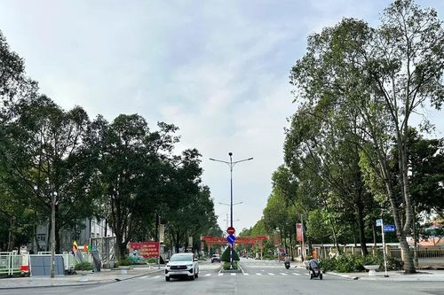 Bao giờ cây xanh đô thị thôi bị rút 'ống thở'?