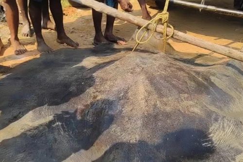 Ngư dân bắt được cá đuối khổng lồ nặng hơn 100 kg