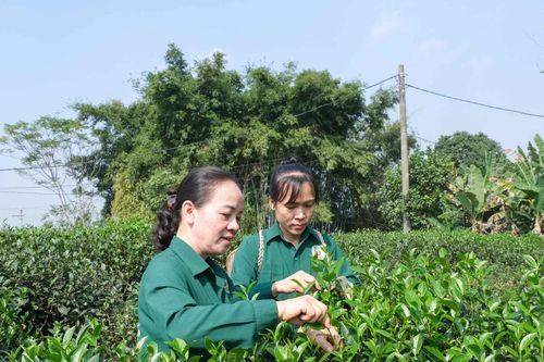 Thái Nguyên chuyển mình từ vùng chè nổi tiếng thành trung tâm trà chất lượng cao