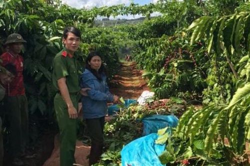 Gia Lai: Bắt 'nóng' người phụ nữ cắt cành, trộm hơn 360kg cà phê của hàng xóm