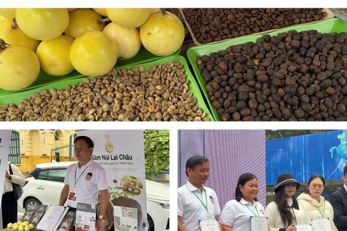 Tăng cường doanh nghiệp phát triển kinh tế gắn với bảo vệ sinh thái rừng