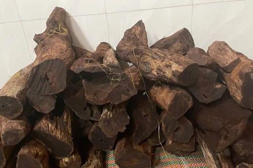Gỗ mán đỉa 'sốt giá' bất thường