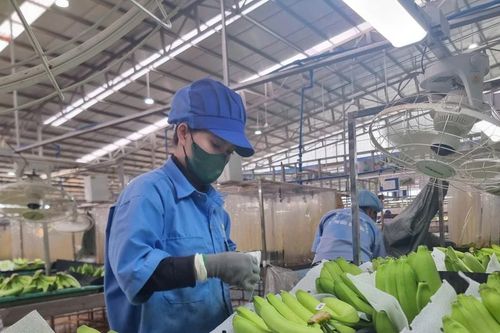 Xuất khẩu chuối có cơ hội trở thành mặt hàng tỷ USD