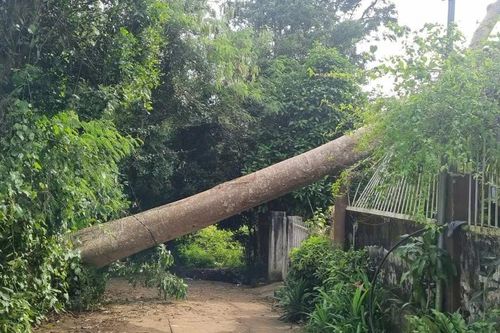Cây cổ thụ bật gốc, đè sập phòng khách nhà dân ở Đắk Lắk