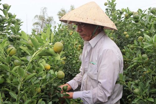 Thủ phủ quất cảnh miền Trung lao đao, nguy cơ thất thu lớn vụ Tết 2026