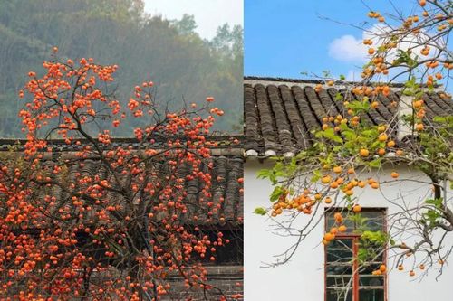 Loài cây có từ 3.000 năm trước được giới nhà giàu săn trồng