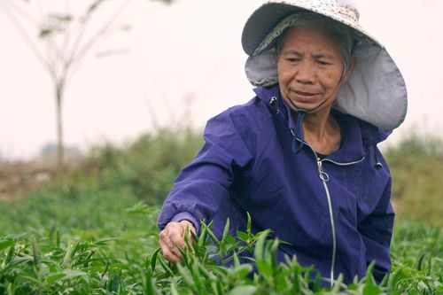 Ớt được mùa, được giá, nông dân Thanh Hóa dựng chòi canh suốt đêm