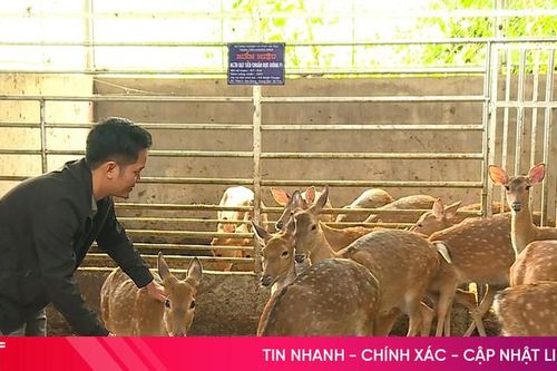 Bí quyết nuôi hươu để hái lộc vào mùa xuân của nông dân Hà Tĩnh