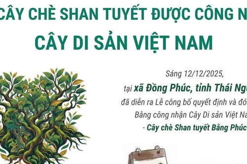 12 cây chè shan tuyết được công nhận là Cây Di sản Việt Nam