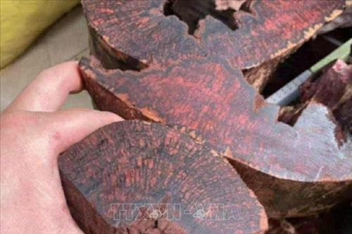Ngăn chặn khai thác cây mán đĩa trái phép