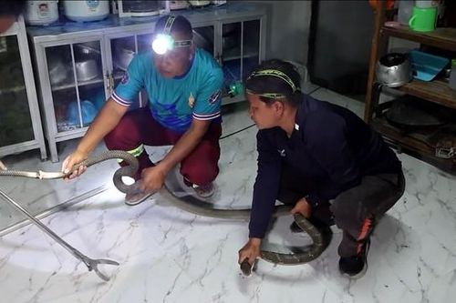 Bắt sống rắn hổ mang chúa dài gần 3 mét ẩn nấp trong nhà vệ sinh