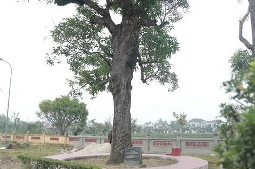 Cận cảnh 2 cây cổ thụ hơn 300 năm tuổi trong Di tích Quốc gia đặc biệt Khu lưu niệm Nguyễn Du