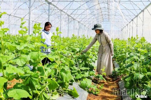 Khánh Hòa xanh hóa nông nghiệp để gia tăng giá trị bền vững