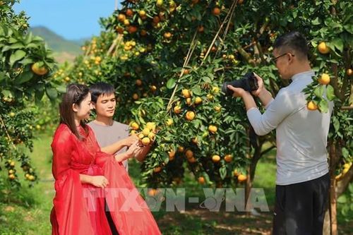 Mùa quả chín 'đánh thức' du lịch nông nghiệp