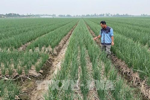 Hải Phòng ứng dụng công nghệ trong sản xuất nông nghiệp