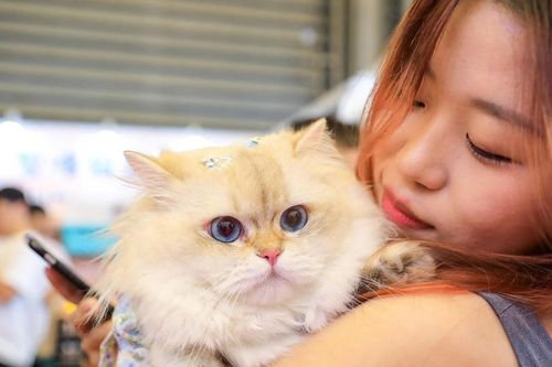 Từ tình yêu thú cưng đến xu hướng tiêu dùng cảm xúc tại Trung Quốc
