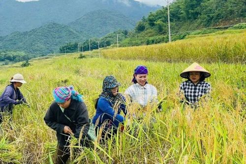 Khởi sắc bản Pùng