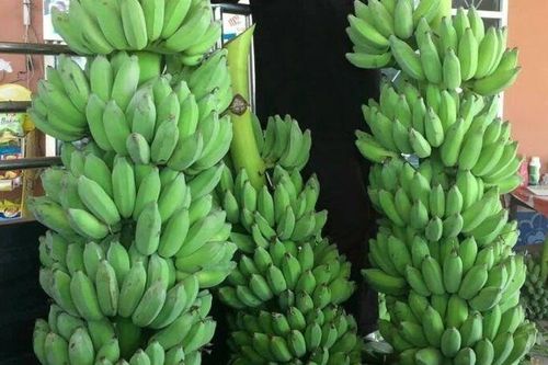 Xuất khẩu chuối của Việt Nam hoàn toàn có thể chạm mốc 1 tỷ USD