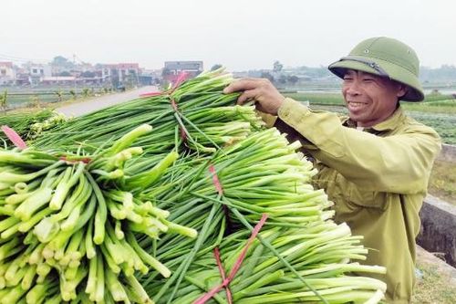 Lục Nam: Mở rộng liên kết, nâng giá trị cây vụ đông