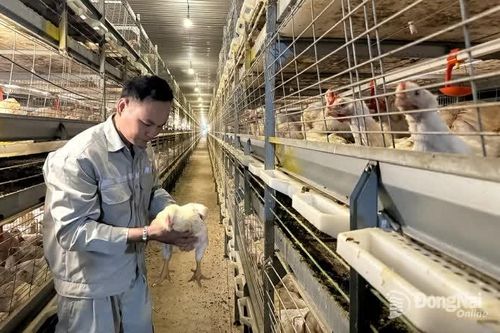 Người chăn nuôi kỳ vọng vào thị trường cuối năm