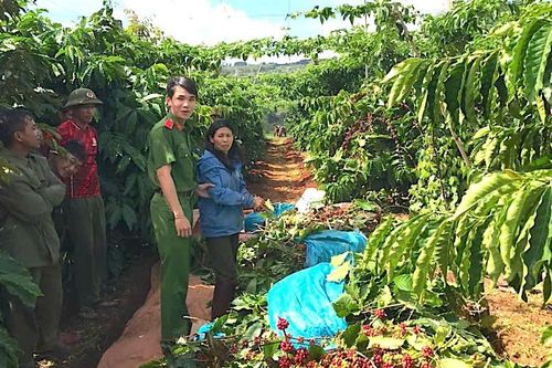 Gia Lai: Bắt giữ đối tượng trộm cắp cà phê của hàng xóm