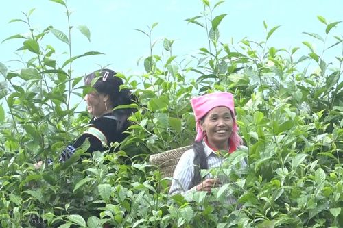 Lào Cai phấn đấu giảm tỷ lệ hộ nghèo đa chiều từ 2,5 - 3%/năm