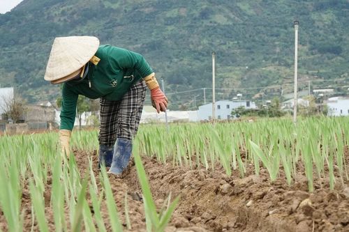 Ngành nông nghiệp hướng dẫn sản xuất sau ngập úng