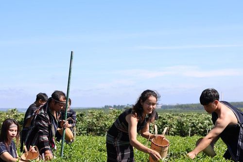 Lâm Đồng phát triển du lịch xanh từ những đồi chè