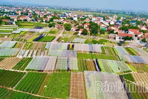 Lợi thế vụ Đông