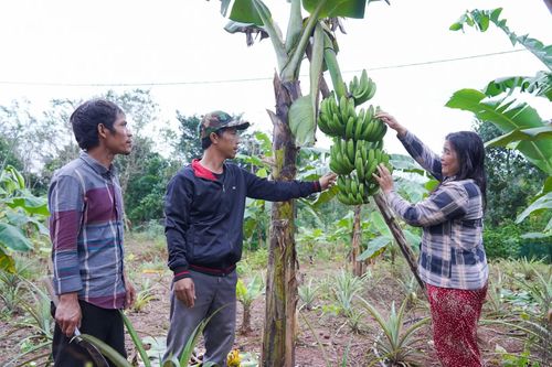 Cần nhân rộng mô hình chuối lùn bản địa ở xã Tà Rụt
