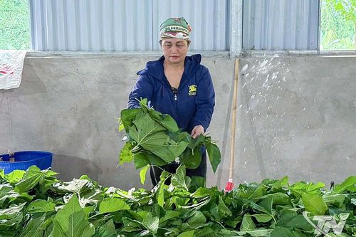 Nuôi tằm - hướng giảm nghèo cho nông dân Bằng Thành