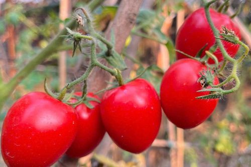 Loại quả trước chỉ vài nghìn đồng/kg, nay giá đắt đỏ ngang thịt khiến người mua hàng 'choáng váng'