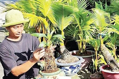 Nghệ thuật bonsai dừa độc đáo ở Đồng Nai: Nâng niu dáng dừa
