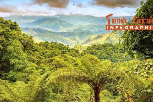 [INFOGRAPHIC] Khám phá Khu Dự trữ thiên nhiên Động Châu - Khe Nước Trong