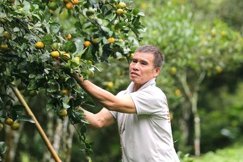Những gốc cam, quýt 25 năm tuổi trĩu quả giữa thung lũng Pù Luông