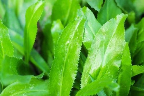3 nghìn một nắm mùi tàu - liều thuốc bổ cho dạ dày, quét mỡ máu