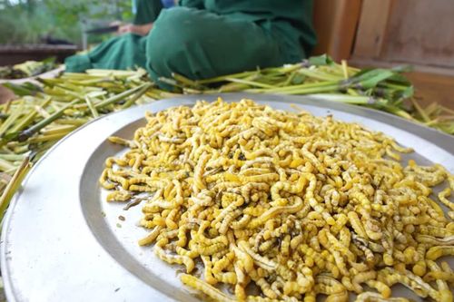 Đặc sản Điện Biên không phải ai cũng dám thử, khách sành ăn khen ngậy, thơm