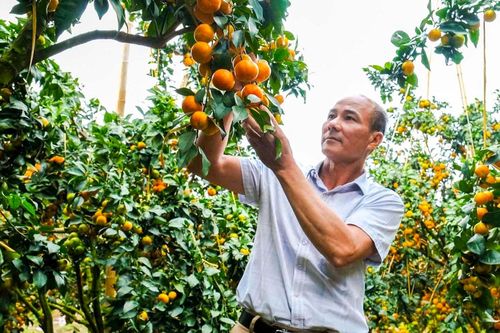 Bỏ vải thiều trồng cam, bưởi VietGAP, nông dân Bắc Ninh thu tiền tỷ