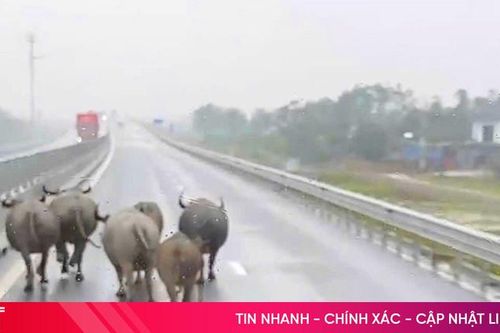 Lại xuất hiện đàn trâu chạy rông trên cao tốc ở Hà Tĩnh