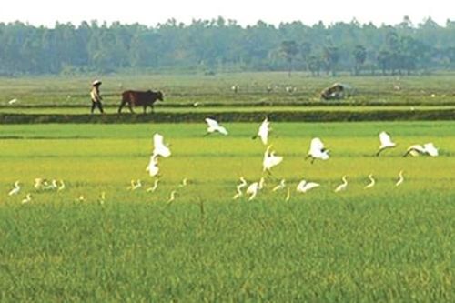 Tiếng chim gọi vịt