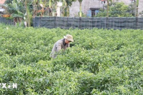 Những mô hình khởi nghiệp bền vững của thanh niên dân tộc thiểu số