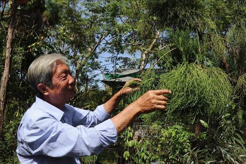 Thành công nhân giống thủy tùng bằng phương pháp ghép độc đáo