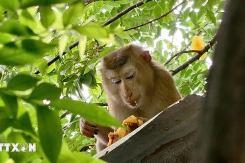 Một bé gái bị khỉ hoang tấn công gây thương tích vùng mặt và đầu