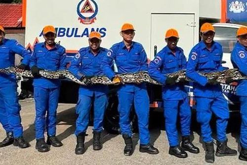 Phát hiện trăn khổng lồ phía sau nhà, cả làng sững sờ