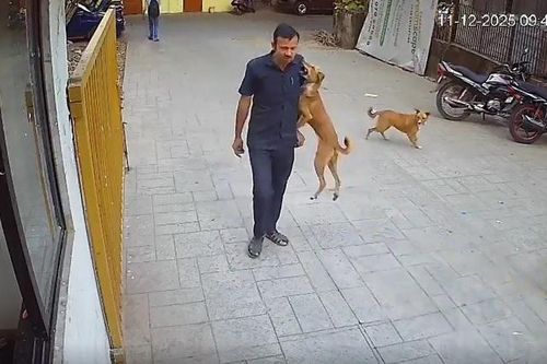 Chó dữ nhảy lên cắn vào vai nam bảo vệ và cái kết