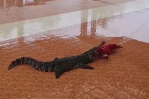 Người đàn ông biểu diễn chui đầu vào miệng cá sấu