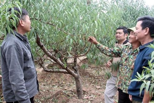 Nông dân thôn Vườn khấm khá nhờ trồng đào