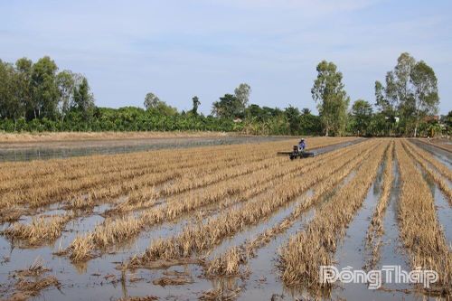Xã Phong Hòa: Tập trung sản xuất hiệu quả vụ đông xuân 2025 - 2026